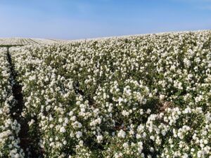 一朵小小茉莉花的“疯狂与清醒”：横州茉莉花收购价冲破50元/斤，大规模扩种后有人萌生退意