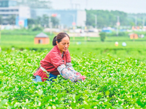 小小茉莉花的“疯狂与清醒” 横州茉莉花收购价冲破50元/斤，却有种植户萌生退意