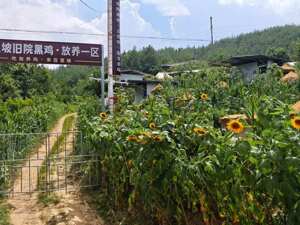 “百里坡”旧院黑鸡全网粉丝超180万  四川名鸡产业加速出圈
