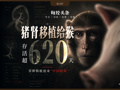 猪肾移植到猴身上，存活超620天刷新纪录，异种器官移植迎来“中国时刻”