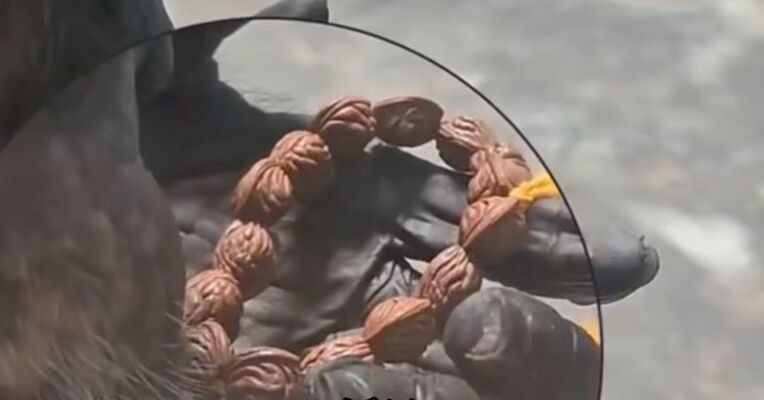 捻搓揉一气呵成，自学成才，黑猩猩动物园里沉浸式盘串，是排解无聊、舒缓情绪的一种行为，网友：再进化可以替我上班了