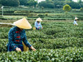 八马增长、澜沧扭亏、天福收缩：老茶企开始追逐年轻人｜茶企财报盘点