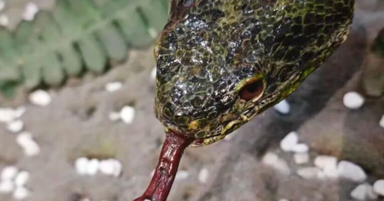 捐赠者回应珍贵蛇标本遭破坏：很心痛、不理解 为研究曾被蛇咬伤中毒昏迷 左手中指截肢了两节