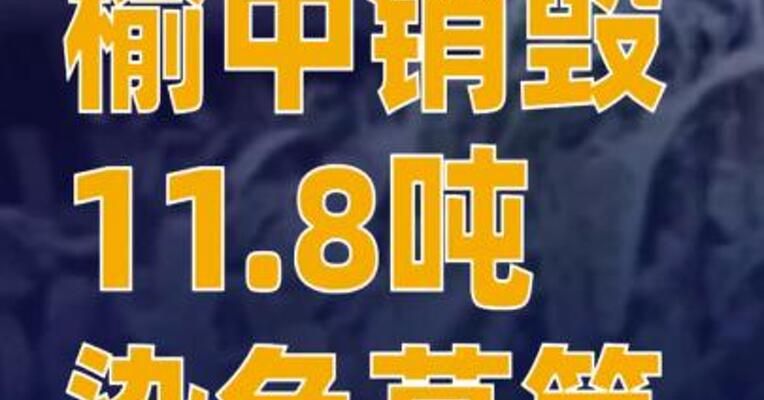 榆中销毁11.8吨染色莴笋