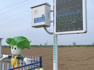 活力中国调研行｜“菜地会说话”！数字探头扎根田间  湖北嘉鱼46万亩蔬菜托起县域64亿元产值