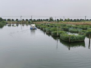 活力中国调研行丨一条黄鳝“游”出306亿元品牌：“中国黄鳝之都”仙桃的县域经济样本