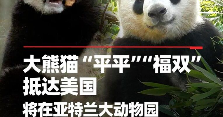 大熊猫“平平”“福双”抵达美国，将在亚特兰大动物园开启为期10年的旅居生活