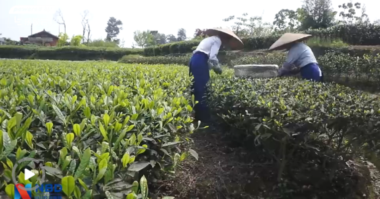每经记者带你体验：绿茶采摘、制作工艺