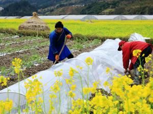 十九大时光：农民变股东 家家能分红