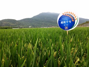 超级稻“超优千号”产量突破17吨/公顷  袁隆平半年前预言有九成把握实现