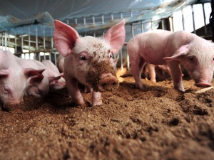 猪肉价格年底或超预期 农牧板块值得关注