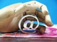 Upload_1511770666880.thumb_hs