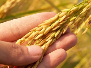 现代农业机械关键技术产业化实施方案印发