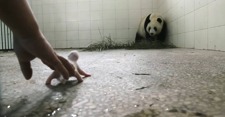 视频丨历尽波折，超萌熊猫幼崽与母亲团圆