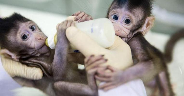 视频丨克隆猴开启老年痴呆、自闭症等全新医药研发产业链
