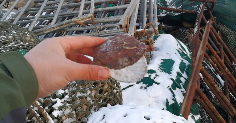 视频丨每经记者直击獐子岛风雪迷雾:码头杂物堆发现死亡扇贝