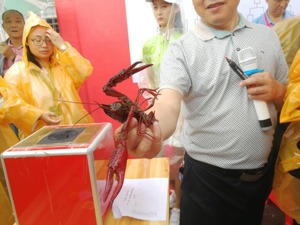 小龙虾综合产值欲3年增两倍 湖北监利县靠什么？