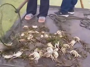 “黑水”过境洪泽湖，万亩鱼蟹死亡，江苏启动应急响应