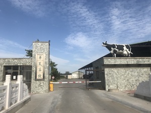硅谷精英到河北养奶牛，苦心经营14年，如今牧场只剩一头“牛”