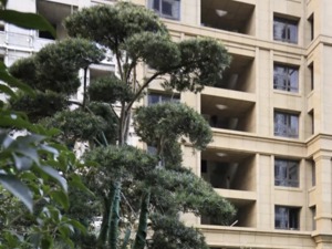 惊艳！楼典带你抢先探访外滩最美290㎡