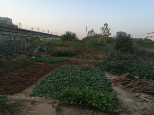 友讯达10亿“大手笔”承诺开工期已至   记者现场实探：荒草丛生无施工痕迹