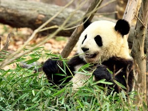省委书记4组关键词介绍四川，香港特首：实在是厉害