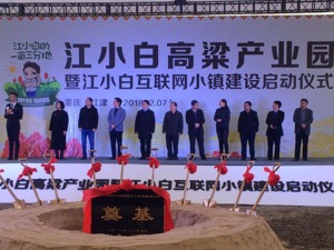 穿西装的江小白戴上草帽种高粱 拟规划2万亩基地加码原料供应链