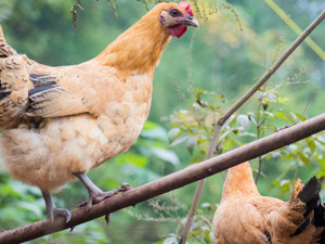 今晚"吃鸡"，带不动了！鸡肉价格最高涨近70%，原因是…