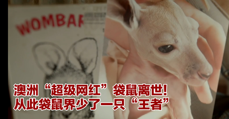 视频丨澳洲“超级网红”袋鼠离世！从此袋鼠界少了一只“王者”