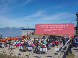 打造红河梯田红米地域公共品牌 红河1518户农户集体领了“新年红包”