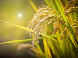 揭秘农业股“春播”背后投资逻辑