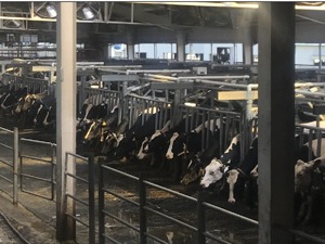 “一号文件”再提奶业振兴 概念股大涨背后奶牛养殖迎来春天？