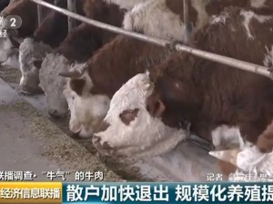 “牛气”冲天！牛肉半年涨价6次，养殖户却不爱养牛了！为啥？