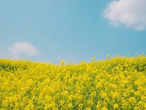 安康与汉中，一个比一个生猛？