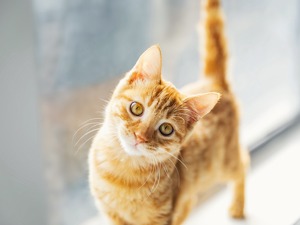 学猫叫、故宫猫、猫爪杯...“吸猫热”商机你知道多少？