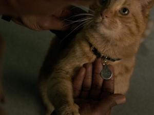 一周电影辣评 |《惊奇队长》最令人惊奇的，原来是那只橘猫