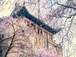 央视网评“和服赏樱花”风波：对武汉大学要多些理解