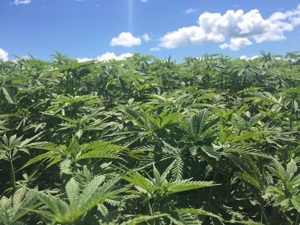 哈药股份回应：工业大麻项目由集团主导 已有加工资质但尚无法销售