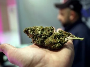 昨天嗨翻，今天吓趴！工业大麻股批量跌停，但蹭热点的还在杀入