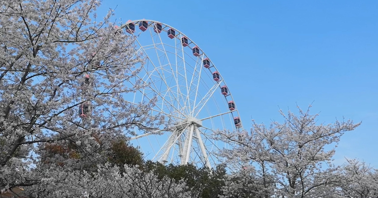 视频丨爬树折枝抖花 樱花雨变樱花泪 你辜负的不仅是春光还有……