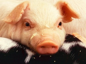 【盘中动态】猪肉股午后卷土重来