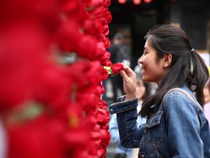 3000束玫瑰闪现宽窄巷子 温江春日献礼邀请全国游客春到温江