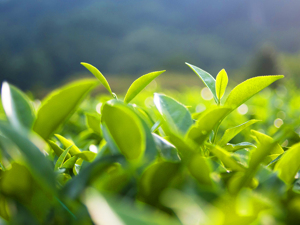 随意贴“大师”“山场”标签，1斤岩茶能炒到几千到数十万元