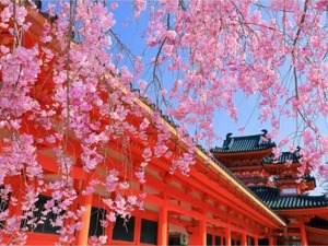 6300万游客、182亿消费，日本樱花季如何做到吸睛又吸金？