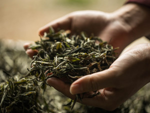 1斤数十万元！这岩茶有多牛？