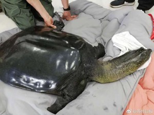 中国仅存一只雌性斑鳖去世，全球斑鳖仅剩3只
