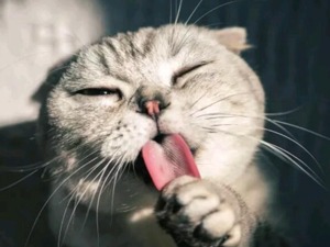 荒草丛生、大楼烂尾、货品乱堆……猫猫狗狗的用品竟产自这里！