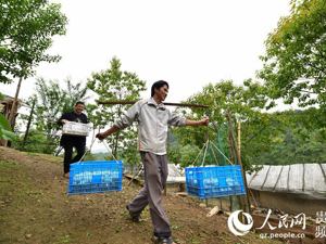 贵州丹寨：“鸭蛋哥”创业脱贫记
