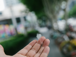 问城 | 飞絮成灾，树之过还是人的错？