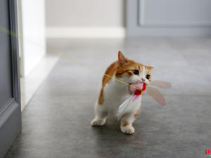 4只网红猫拍猫片年入百万 携铲屎官住进130㎡豪宅